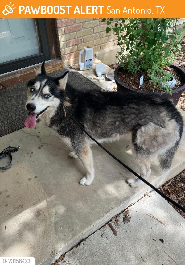 Found/Stray Female Dog last seen Spring time, San Antonio, TX 78249