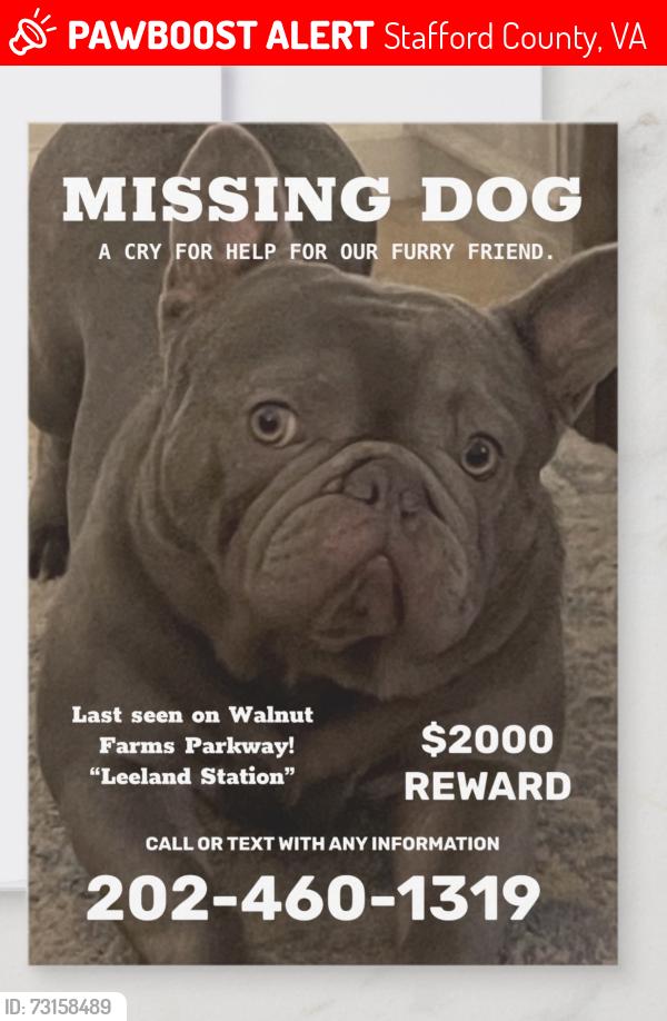 Lost Male Dog last seen Walnut Farms Parkway, “Leeland Station”, Stafford County, VA 22405