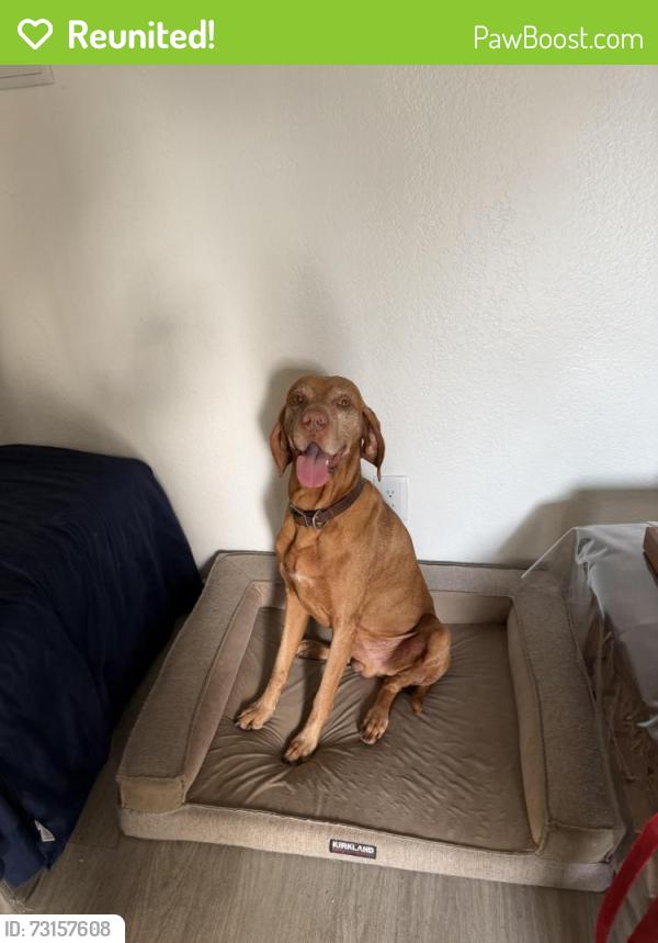Reunited Male Dog last seen South lamar, Austin, TX 78704