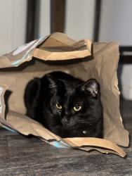 Lost Male Cat last seen Near Honolulu Ave, Glendale CA 91214, Glendale, CA 91214