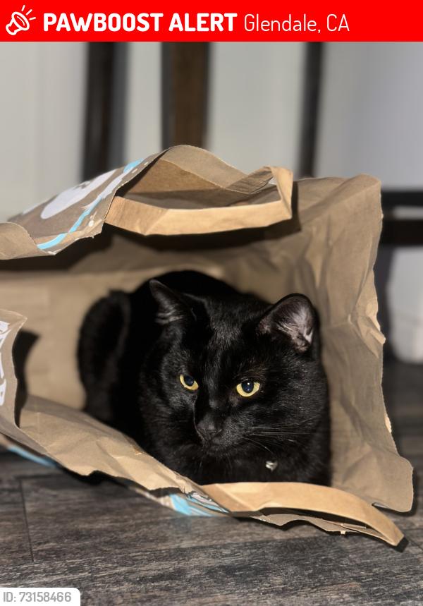 Lost Male Cat last seen Near Honolulu Ave, Glendale CA 91214, Glendale, CA 91214