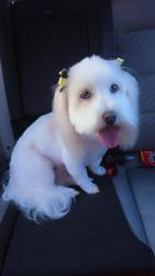 Lost Female Dog last seen Sullivan dr, Memphis, TN 38109