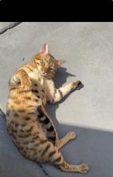 Lost Male Cat last seen Near S 76 th Ave, Bridgeview, IL 60455