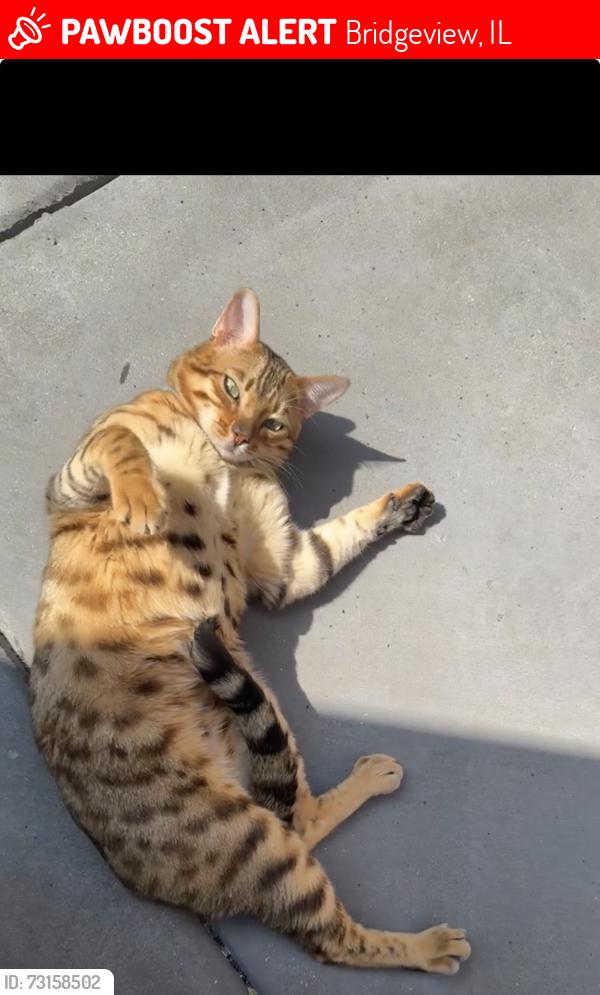 Lost Male Cat last seen Near S 76 th Ave, Bridgeview, IL 60455