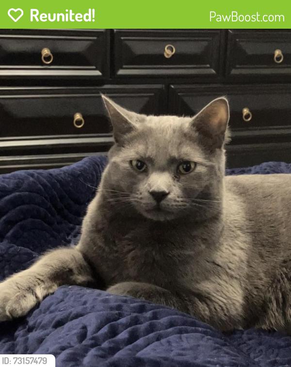 Reunited Male Cat last seen Near Tidworth Ct, Raeford, NC 28376, USA, Raeford, NC 28376