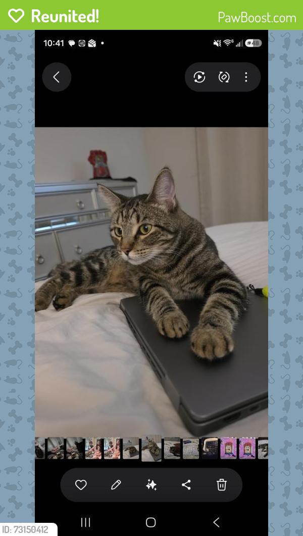 Reunited Female Cat last seen Dixonshoals, Richmond, TX 77469