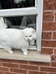 Lost Female Cat last seen Near spyglass crescent, Mississauga, ON L5N 7H3