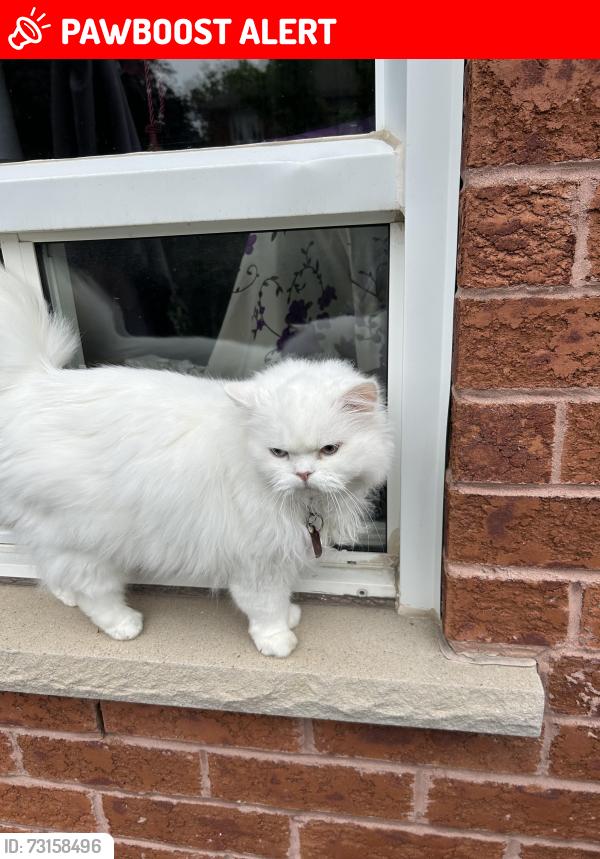 Lost Female Cat last seen Near spyglass crescent, Mississauga, ON L5N 7H3