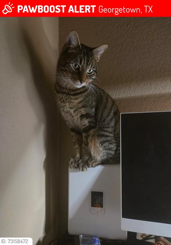 Lost Unknown Cat last seen W 22nd & Railroad Ave, near The Caring Place, Georgetown, TX 78626