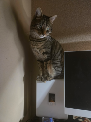 Lost Unknown Cat last seen W 22nd & Railroad Ave, near The Caring Place, Georgetown, TX 78626