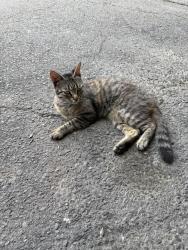 Found/Stray Female Cat last seen McBride Ave, Carlisle ave, Woodland Park, NJ 07424