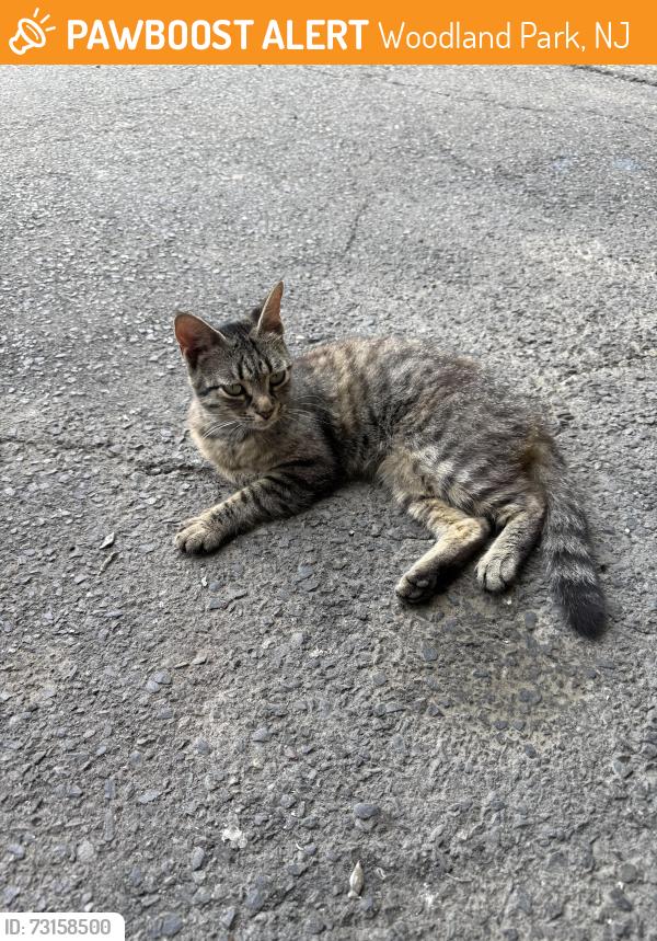 Found/Stray Female Cat last seen McBride Ave, Carlisle ave, Woodland Park, NJ 07424