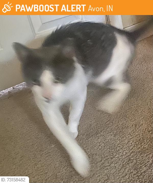 Found/Stray Male Cat last seen Elizabeth and Gasaway, Avon, IN 46214