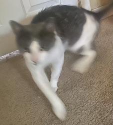 Found/Stray Male Cat last seen Elizabeth and Gasaway, Avon, IN 46214