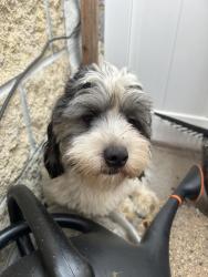 Reunited Male Dog last seen Magnolia ave e, Saint Paul, MN 55106