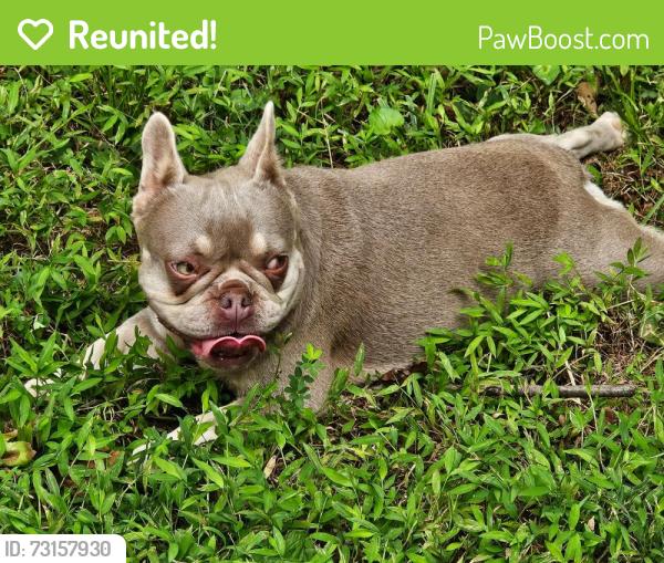 Reunited Female Dog last seen New Sharon church road, Orange County, NC 27278