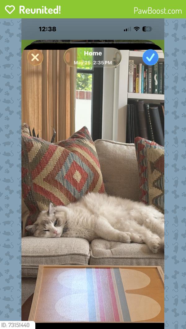 Reunited Male Cat last seen Lincoln, Piedmont, CA 94611