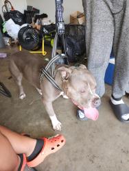 Found/Stray Male Dog last seen In my neighborhood on matlock, Arlington, TX 76001