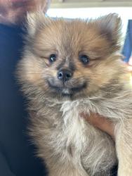 Lost Male Dog last seen Lesuer and 3rd St, Mesa, AZ 85203