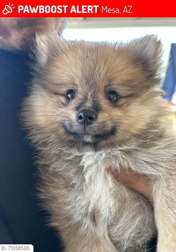Lost Male Dog last seen Lesuer and 3rd St, Mesa, AZ 85203
