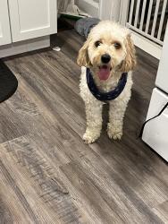 Found/Stray Male Dog last seen Linwood Christian church, Indianapolis, IN 46201