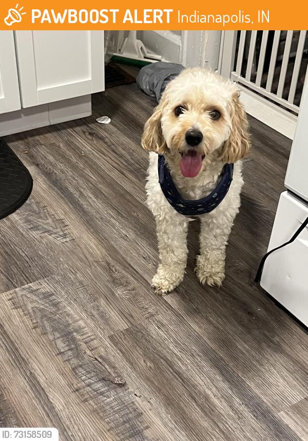 Found/Stray Male Dog last seen Linwood Christian church, Indianapolis, IN 46201