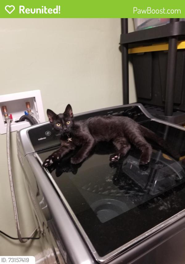 Reunited Male Cat last seen Olive and Emerald, Vista CA, Vista, CA 92056