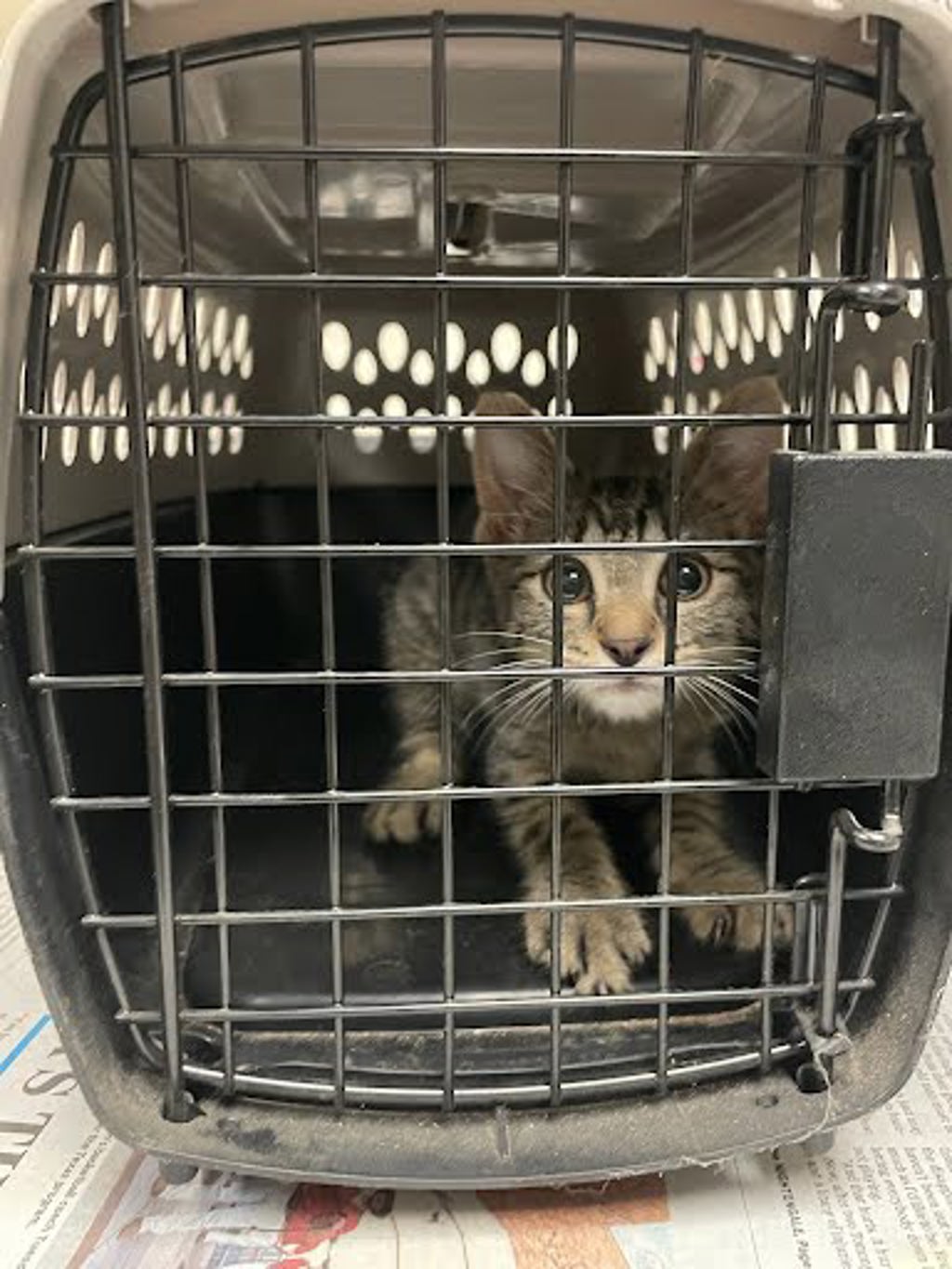 Shelter Stray Female Cat last seen Near Underwood Drive, BUDA, TX, 78610, 7201 Levander Loop bldg a, Austin, TX 78702, USA