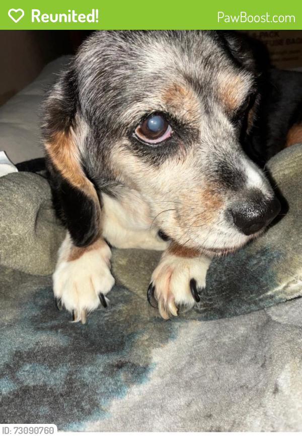 Reunited Female Dog last seen Dakota Ave and branch, Flint, MI 48506