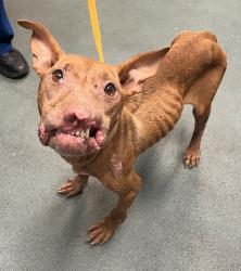 Shelter Stray Female Dog last seen Near Holly Springs Road, HOLLY SPRINGS, NC, 27540, 820 Beacon Lake Dr, Raleigh, NC 27610, USA