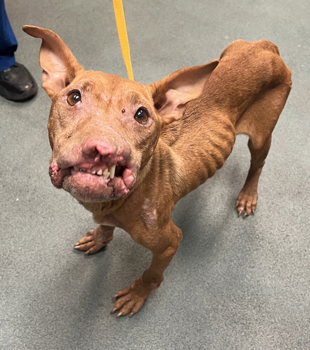 Shelter Stray Female Dog last seen Near Holly Springs Road, HOLLY SPRINGS, NC, 27540, 820 Beacon Lake Dr, Raleigh, NC 27610, USA