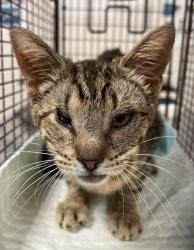 Shelter Stray Male Cat last seen Near Vick Avenue, RALEIGH, NC, 27612, 820 Beacon Lake Dr, Raleigh, NC 27610, USA