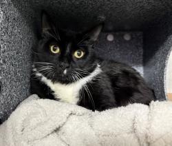 Shelter Stray Male Cat last seen Apt 3A,220 Madison Street, NEW YORK, NY, 10002, 326 E 110th St, New York, NY 10029, USA