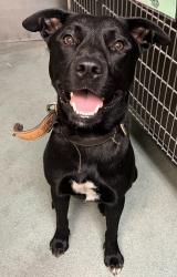 Shelter Stray Male Dog last seen Near Ridge Road, RALEIGH, NC, 27607, 820 Beacon Lake Dr, Raleigh, NC 27610, USA