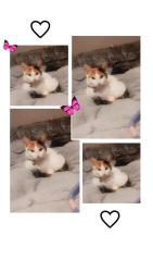 Lost Female Cat last seen Chelmsley lane, West Midlands, England 