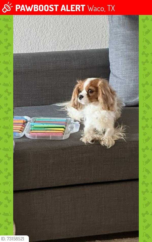 Lost Female Dog last seen Wood lake Drive, Waco, TX 76702