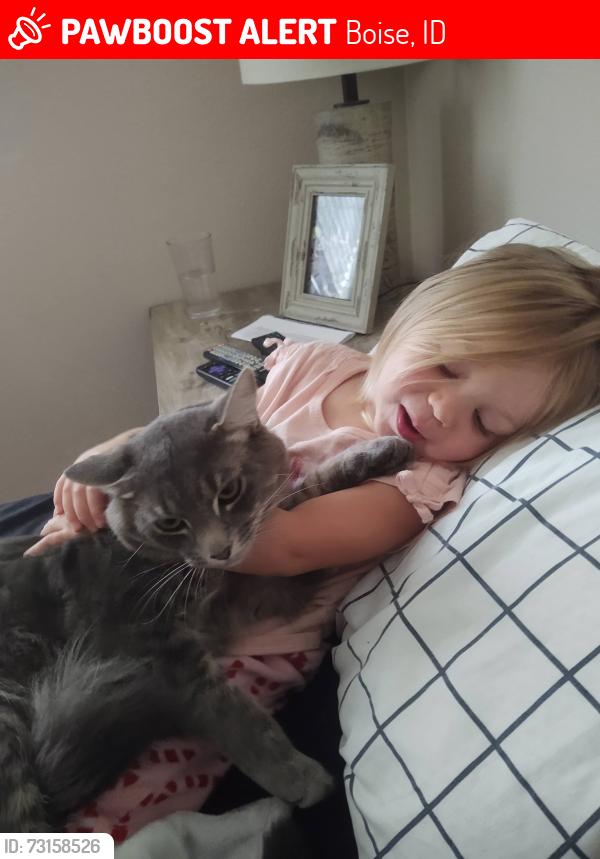 Lost Male Cat last seen Federal and Amity, Boise, ID 83716