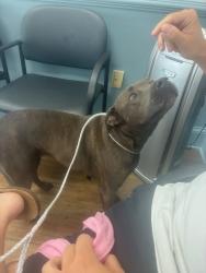 Found/Stray Female Dog last seen Lake Forest and Chastain Park Dr., Atlanta, GA 30327