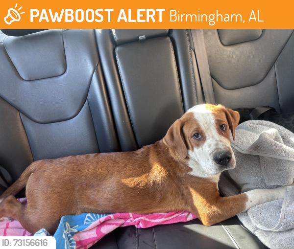 Found/Stray Male Dog last seen Near 17th Street Downtown Bham, Birmingham, AL 35203
