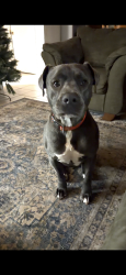 Lost Male Dog last seen Wayne Road Cottonwood Alabama, Cottonwood, AL 36320