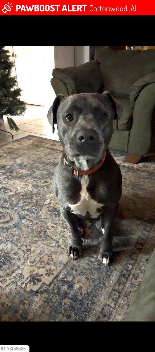 Lost Male Dog last seen Wayne Road Cottonwood Alabama, Cottonwood, AL 36320