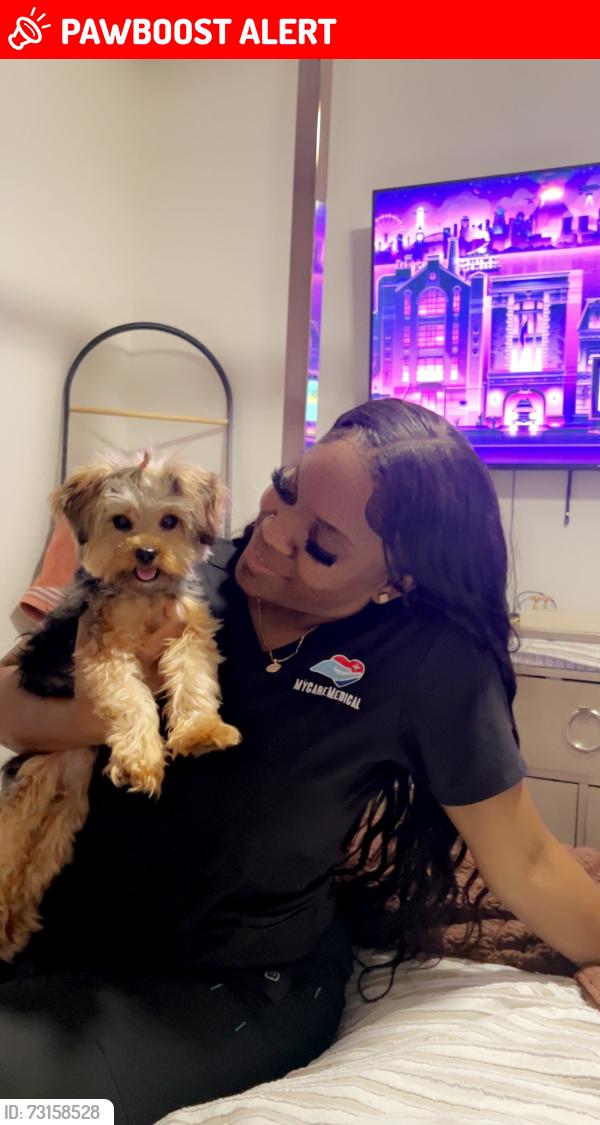 Lost Female Dog last seen Military Trail, West Palm Beach, FL 33409