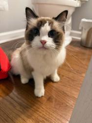 Reunited Female Cat last seen Aquia Fifteen/DDG building/Motel 6, Stafford, VA 22554