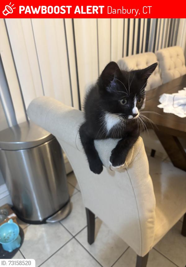 Lost Male Cat last seen near mill ridge, Danbury, CT 06811
