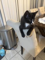 Lost Male Cat last seen near mill ridge, Danbury, CT 06811