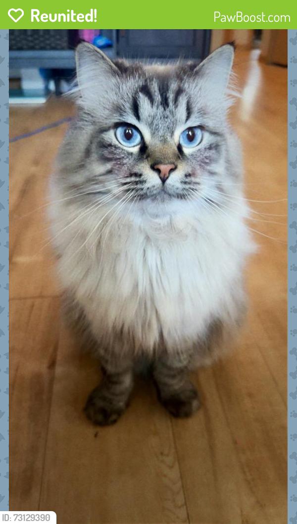 Reunited Male Cat last seen N Jessica Ave, Sioux Falls, SD 57104