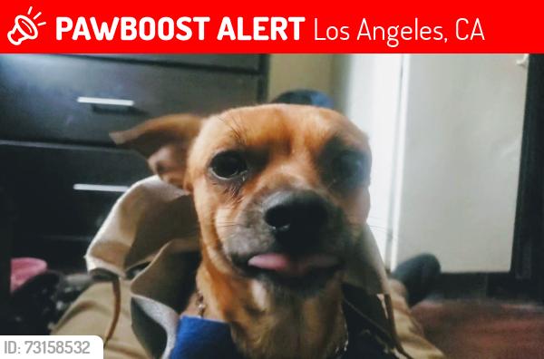 Lost Male Dog last seen Bonie brae and kent, Los Angeles, CA 90026