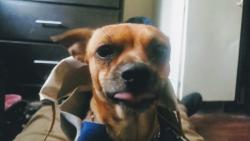 Lost Male Dog last seen Bonie brae and kent, Los Angeles, CA 90026