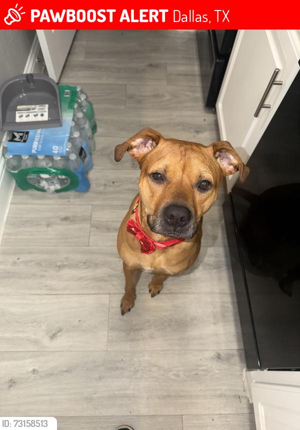 Lost Female Dog last seen Near Steppington Dr. N Central, Dallas, TX 75230