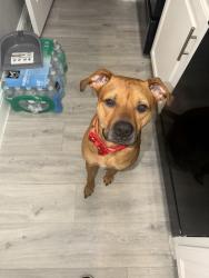 Lost Female Dog last seen Near Steppington Dr. N Central, Dallas, TX 75230